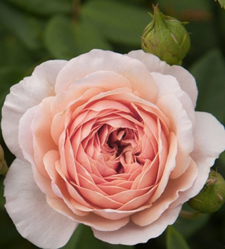 The William Morris rose