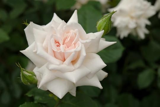 The Beatrix Potter rose