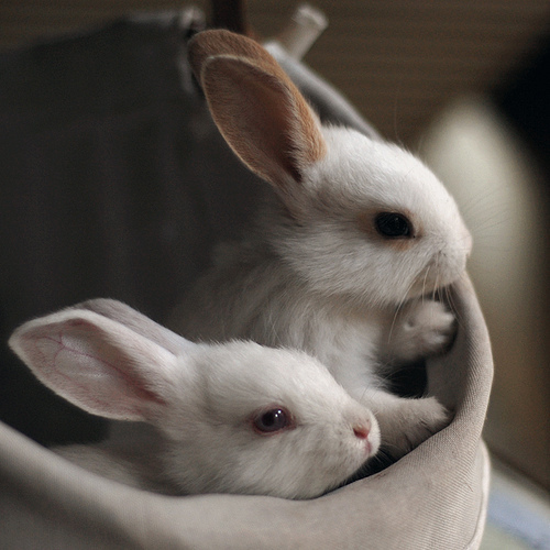 bunny, rabbit, and cute image