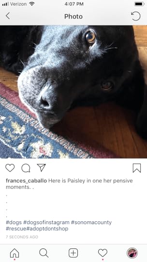 Instagram for authors