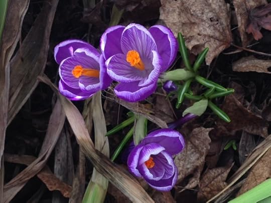 Renewal | Crocus | www.patriciabaileyauthor.com
