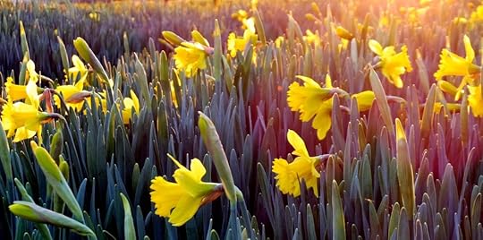 beautiful-bloom-blooming-911323.jpg