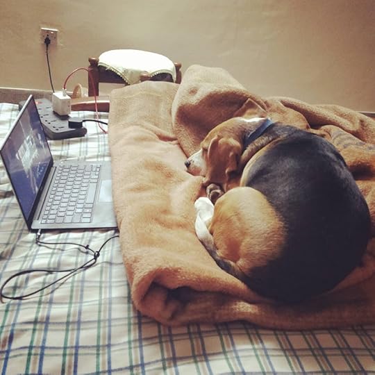 Beagle watching sitcoms on a laptop