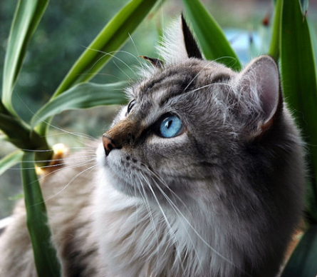 Mistyjade photo Pebblepaw.png