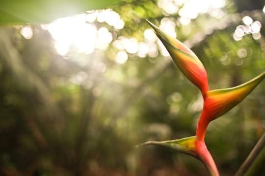 Bird of Paradise in Merwin's palm forest