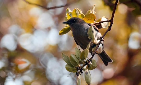 Omao (Hawaiian thrush)