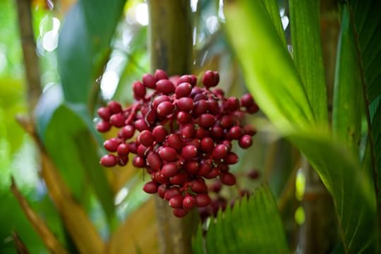 Merwin's palm forest