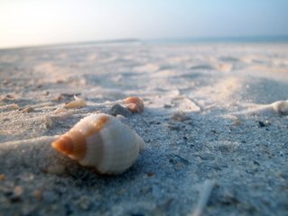 beach shell