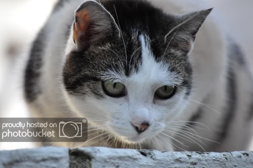 Cat photo DSC_0366.jpg