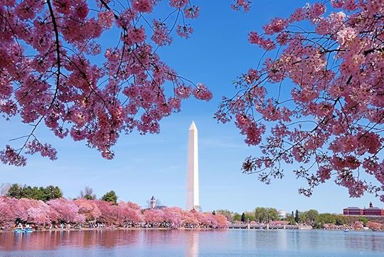 Washington DC Cherry Blossom with Lake and Washington Monument