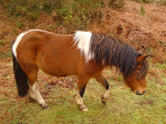 Dartmoor ponies