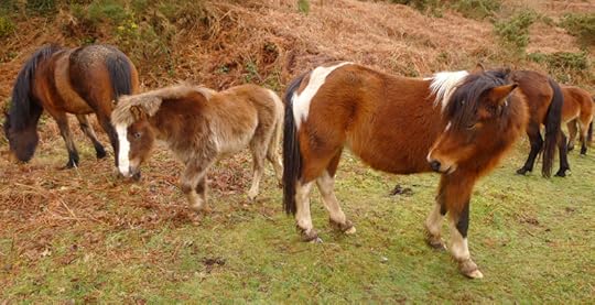 Dartmoor ponies 2