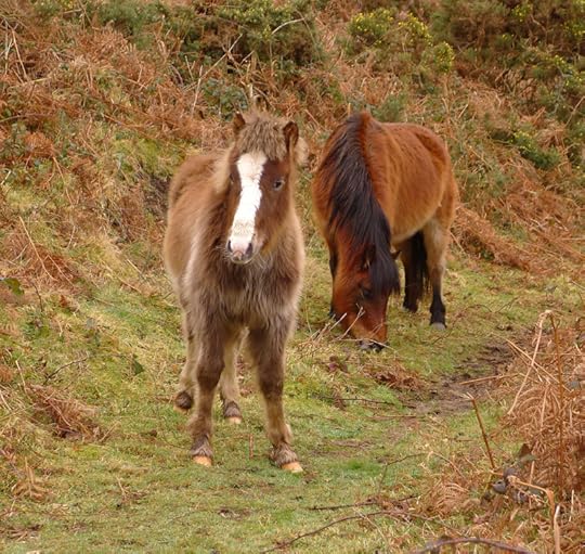 Dartmoor ponies 3