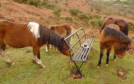Dartmoor ponies 4