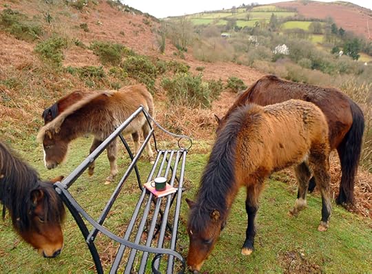 Dartmoor ponies 5