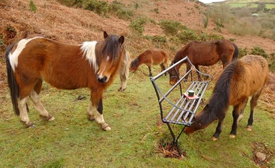 Dartmoor ponies 6