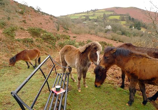 Dartmoor ponies 7