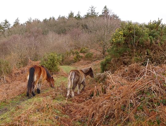 Dartmoor ponies 8
