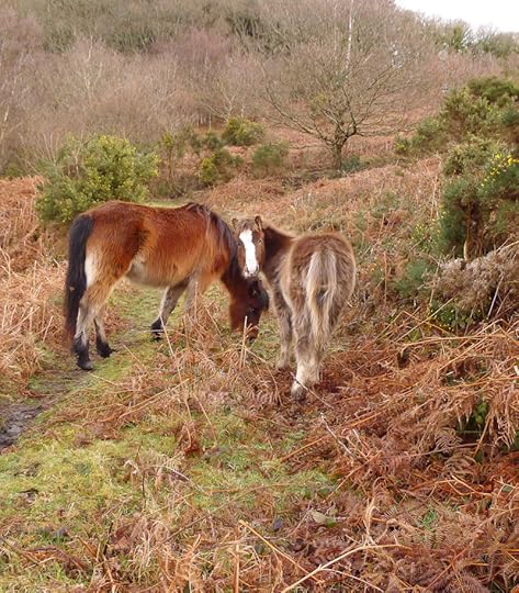 Dartmoor ponies 10