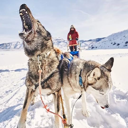 UTAH SLED DOGS