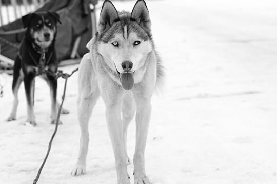 Sled dogs in black and white