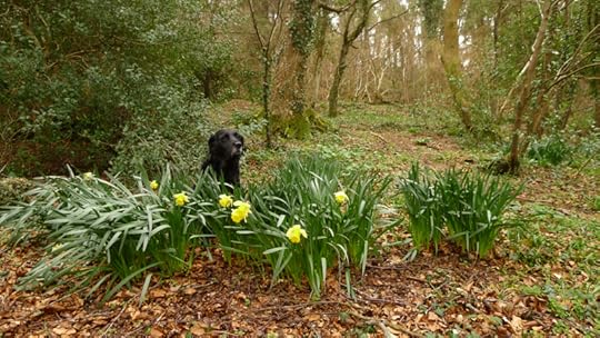Hound and daffodils