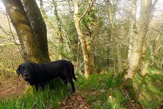Hound at the woodland's edge
