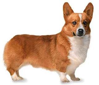corgi