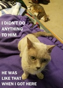 my cat cosplays Cats of War - Empress cat in foreground on the couch, Stripey cat on the floor behind her, with the words saying I didn't do anything to him he was like that when I got here width=