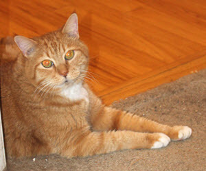 my cat cosplays Cats of War - Ginger Tabby is a bad choice for cosplay