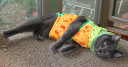 my cat cosplays Cats of War - previous attempt