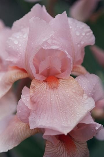 orchids, pink, and flowers image