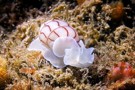 Winkworth bubble shell sst 1 cm