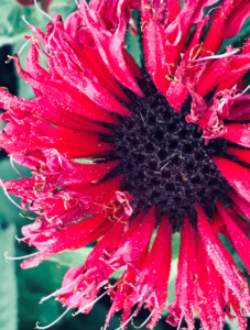 This Is How I Compare My Publishing Journey To Plants by @MConnollyAuthor #publishing