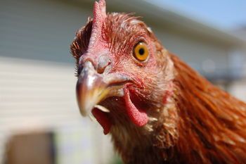 Image result for throwing sacred chickens overboard