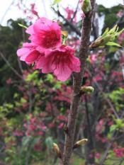 16832000_410467689303047_2935089519226700826_n