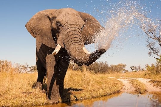 Elephant spraying water with his trunk