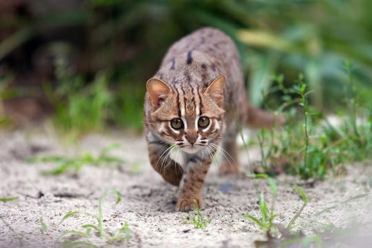 Rusty-spotted cat stalking her prey in Ceylon nature with one front paw raised