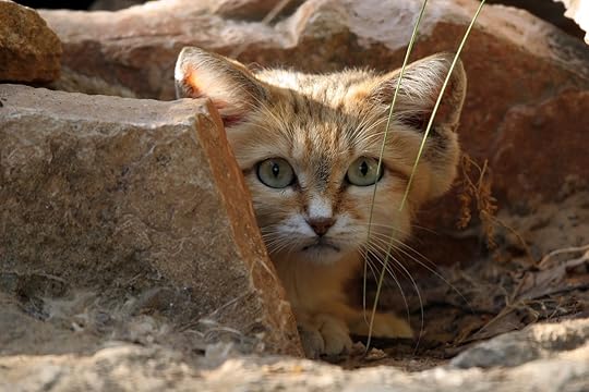 wild sand cat