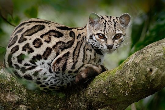 margay wild cat