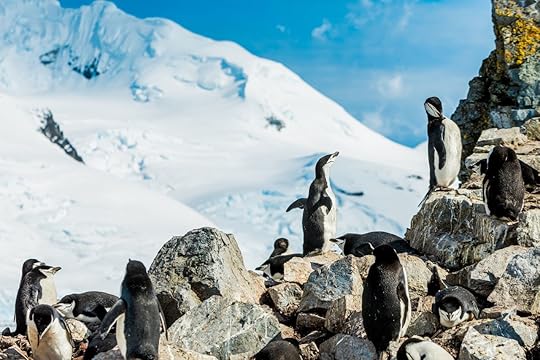 Antarctic penguins