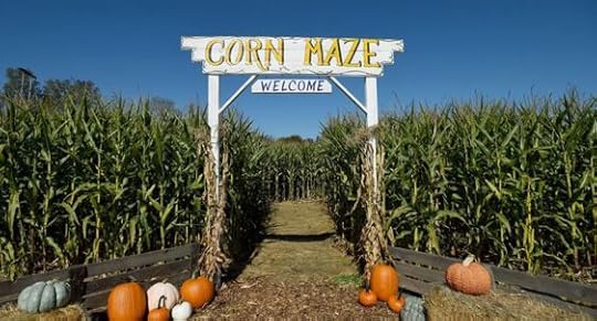 corn maze