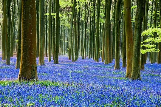 english bluebells in a beech woodland in sussex