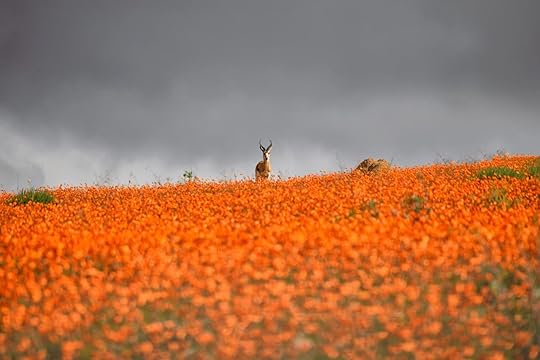 A Springbok Ram stands on a ridge carpeted with orange Namaqua Daisies