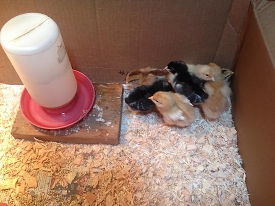 Chicks in the bathroom. Click to enlarge.