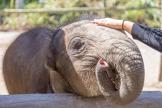 Baby elephants are 8 months old in Chiang Rai Elephant Camp