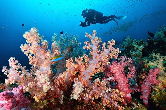 Soft Coral Colony, Similan Island Thailand