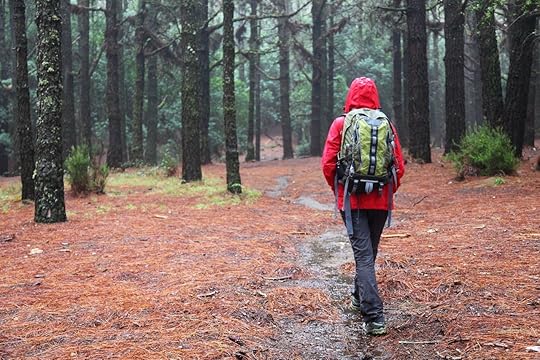 Hiker walking on forest pine path on rainy day wearing raincoat