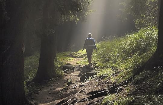 Female hiker walking under the rays of morning sun in the mountain forest