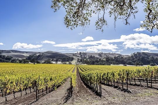 New vineyards in the rolling hills of Santa Barbara County wine country